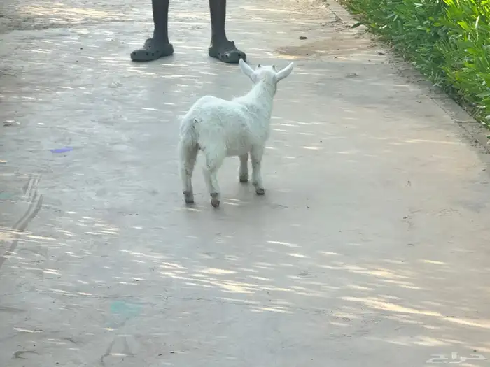 ماعز قزم ماشاءالله امريكى ومكس ونعام 23