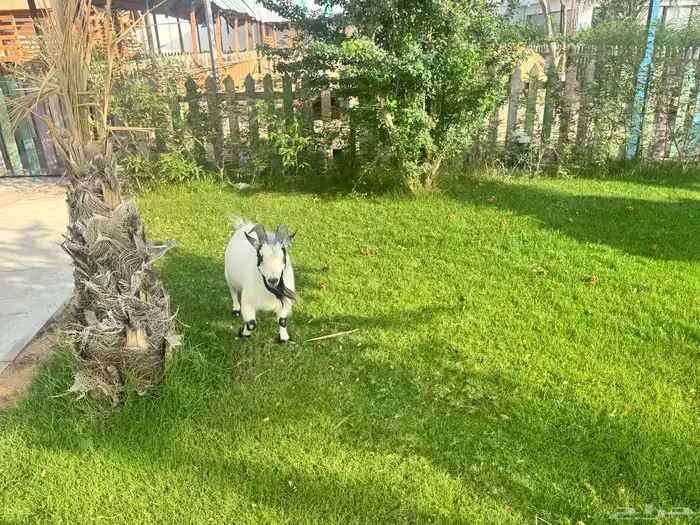 ماعز قزم ماشاءالله امريكى ومكس ونعام 28