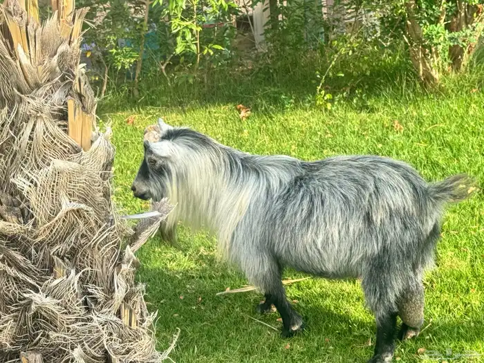 ماعز قزم ماشاءالله امريكى ومكس ونعام 26