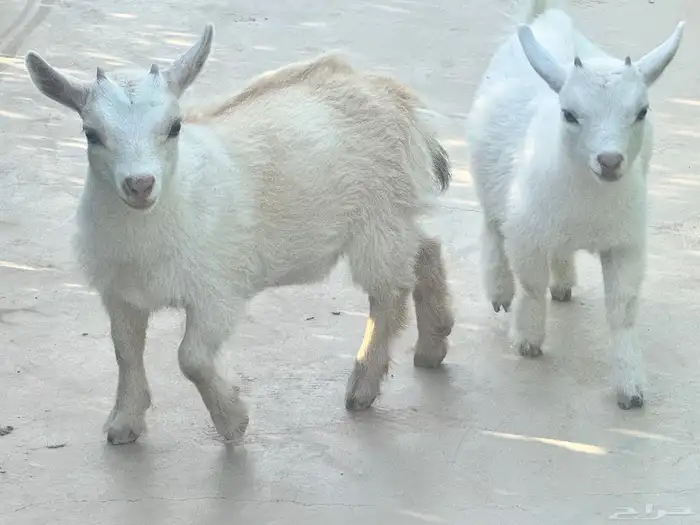 ماعز قزم ماشاءالله امريكى ومكس ونعام 22