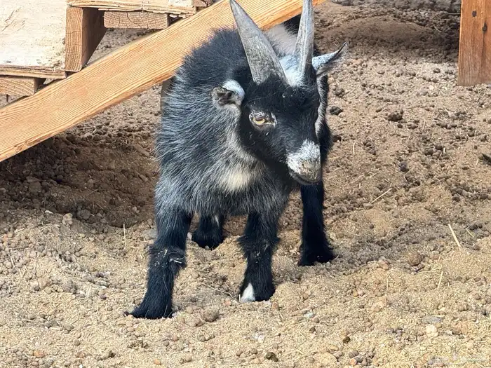 ماعز قزم ماشاءالله امريكى ومكس ونعام 1