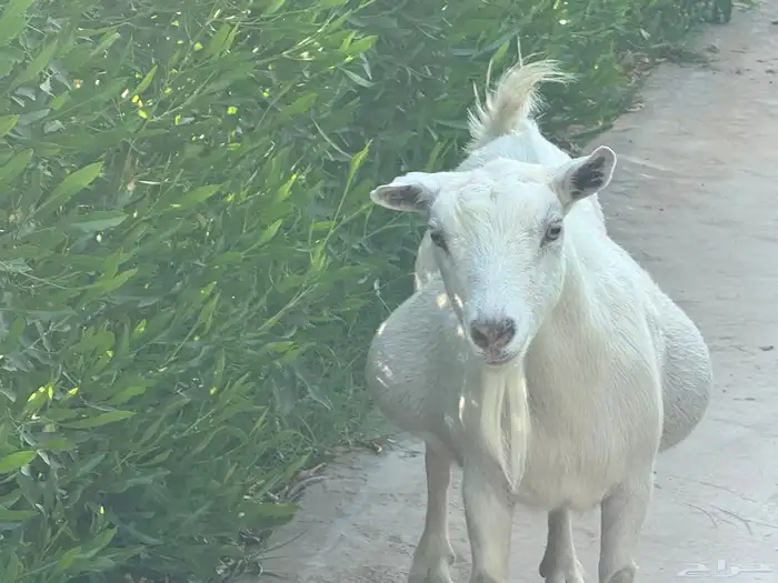 ماعز قزم ماشاءالله امريكى ومكس ونعام 25