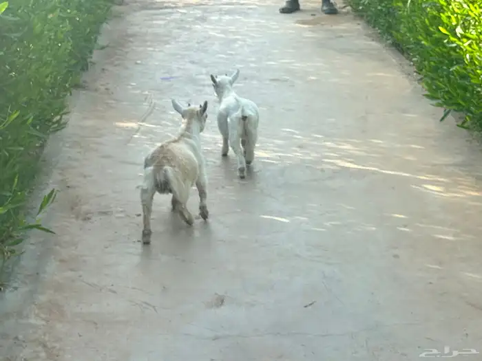 ماعز قزم ماشاءالله امريكى ومكس ونعام 24