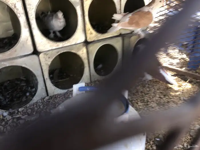 حمام سوبر جانبو 3