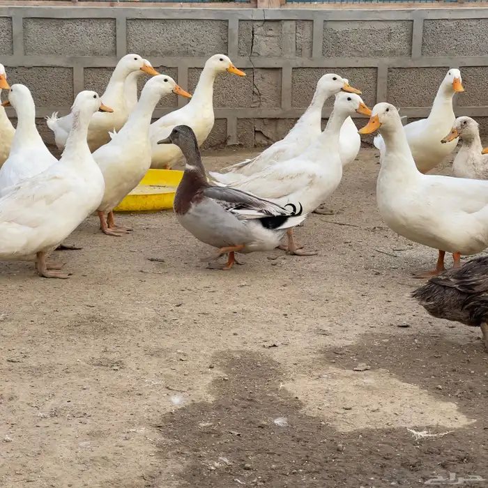 بط بكيني نظيف 2