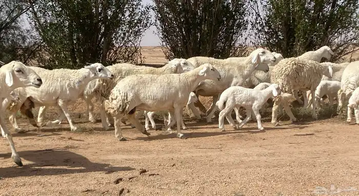 حريات صنف ولد منوة ألقاني(تم البيع) 0