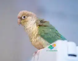 فروخ كنيور و لوري مميزه بأفضل الاسعار 1