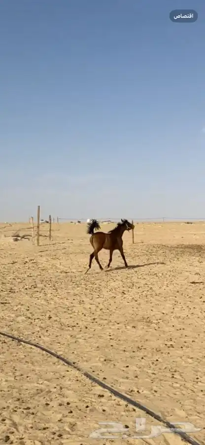 فرس 1