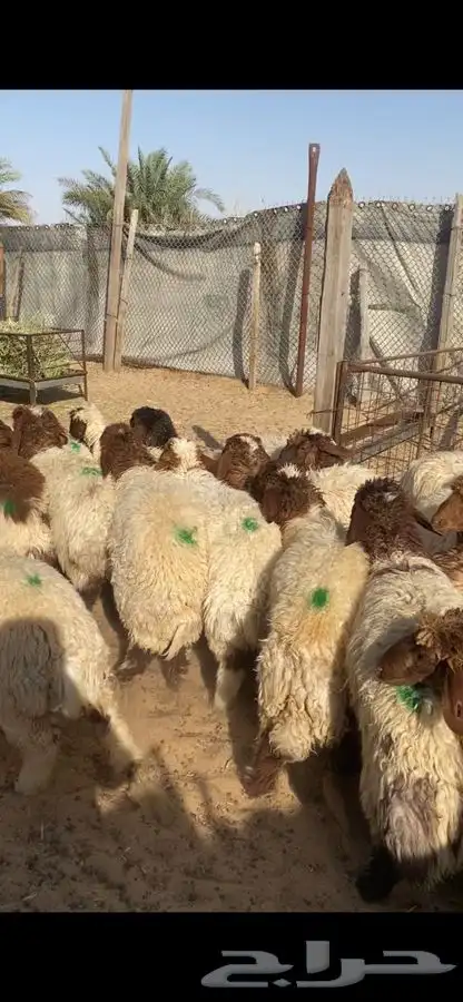 العدد 40 جذعه نعيم بلدي فل ظهروطرف اضاحي شرط علفها شعير وبر 3