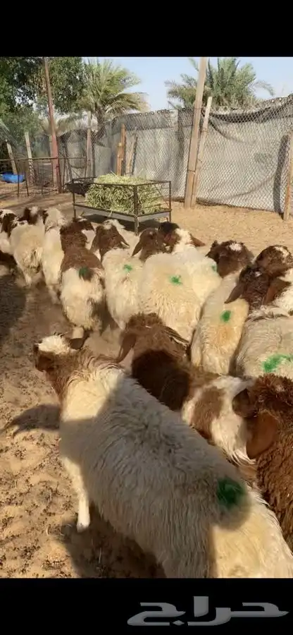 العدد 40 جذعه نعيم بلدي فل ظهروطرف اضاحي شرط علفها شعير وبر 2