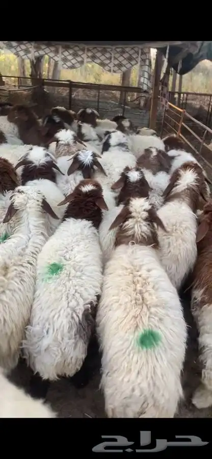 العدد 40 جذعه نعيم بلدي فل ظهروطرف اضاحي شرط علفها شعير وبر 7