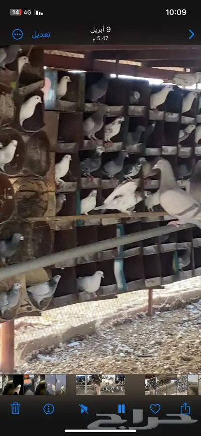 حمام زاجل وفرنسي 0