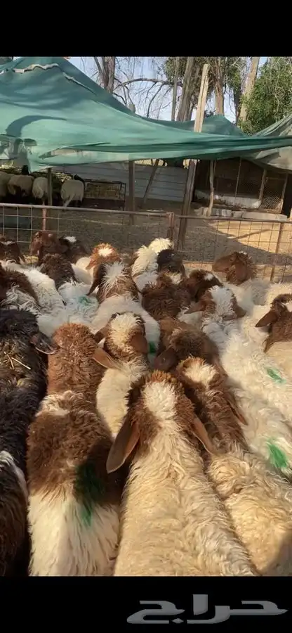 العدد 40 جذعه نعيم بلدي فل ظهروطرف اضاحي شرط علفها شعير وبر 9