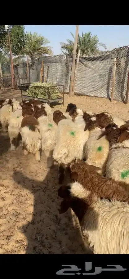العدد 40 جذعه نعيم بلدي فل ظهروطرف اضاحي شرط علفها شعير وبر 4