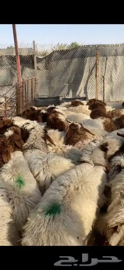 العدد 40 جذعه نعيم بلدي فل ظهروطرف اضاحي شرط علفها شعير وبر 5
