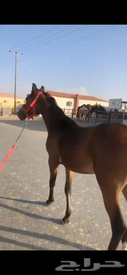 فرس 3