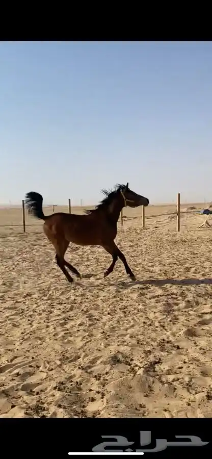 فرس 2