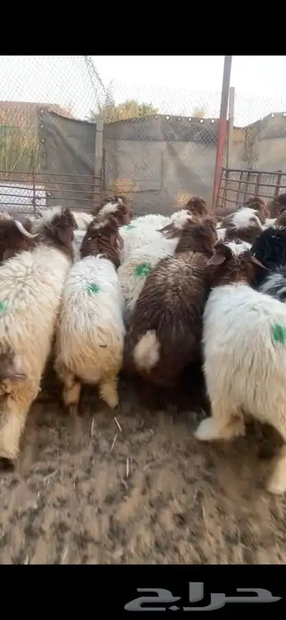 العدد 40 جذعه نعيم بلدي فل ظهروطرف اضاحي شرط علفها شعير وبر 8