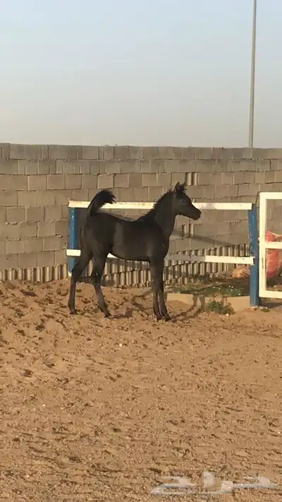 مهر واهو جميييل جدا 2