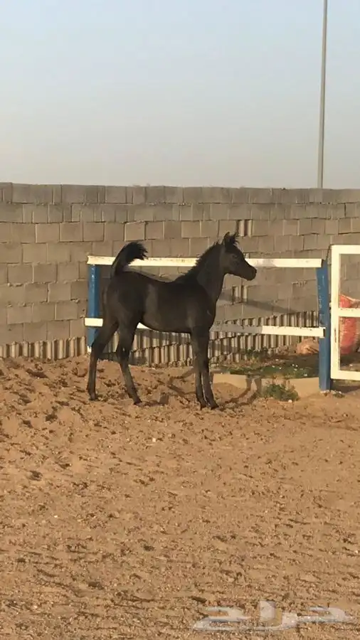 مهر واهو جميييل جدا 2