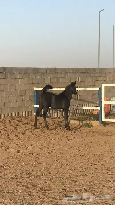 مهر واهو جميييل جدا 3