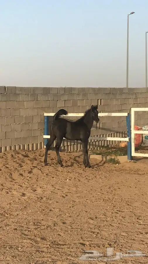 مهر واهو جميييل جدا 3
