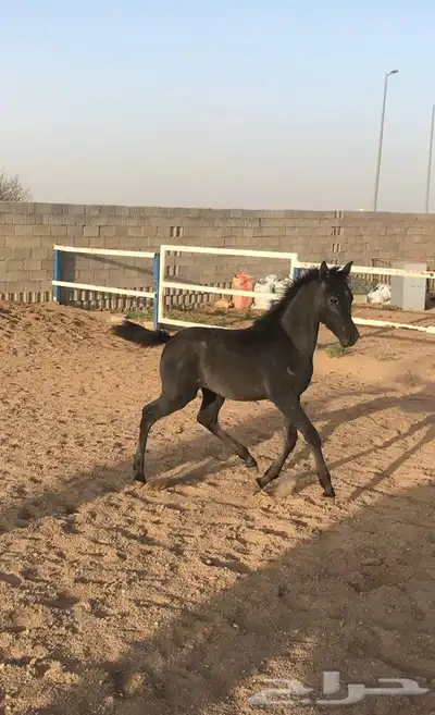 مهر واهو جميييل جدا 0