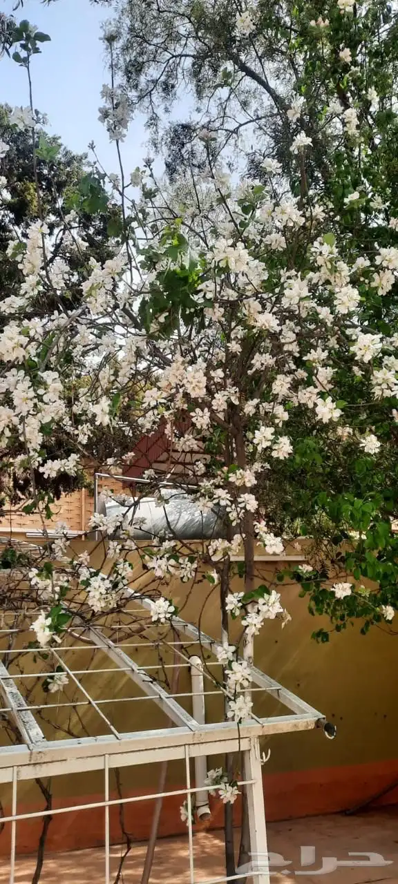 فله بمزرعه للإيجار أبها قرى السودة 1