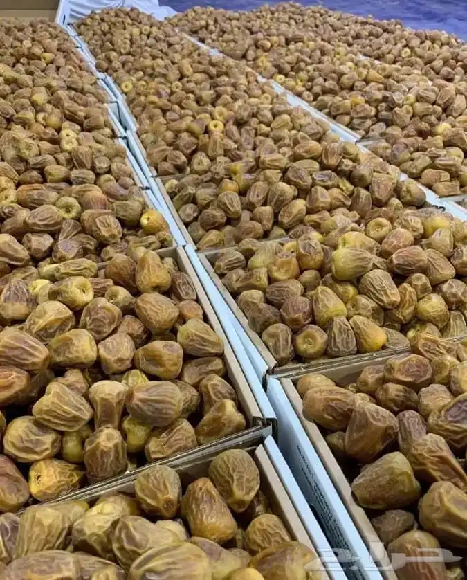 نخل مثمر للبيع 5