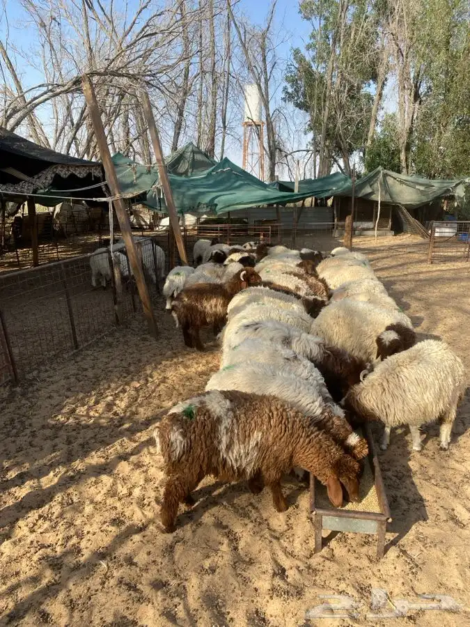 العدد 40 جذعه نعيم بلدي فل ظهروطرف اضاحي شرط علفها شعير وبر 11