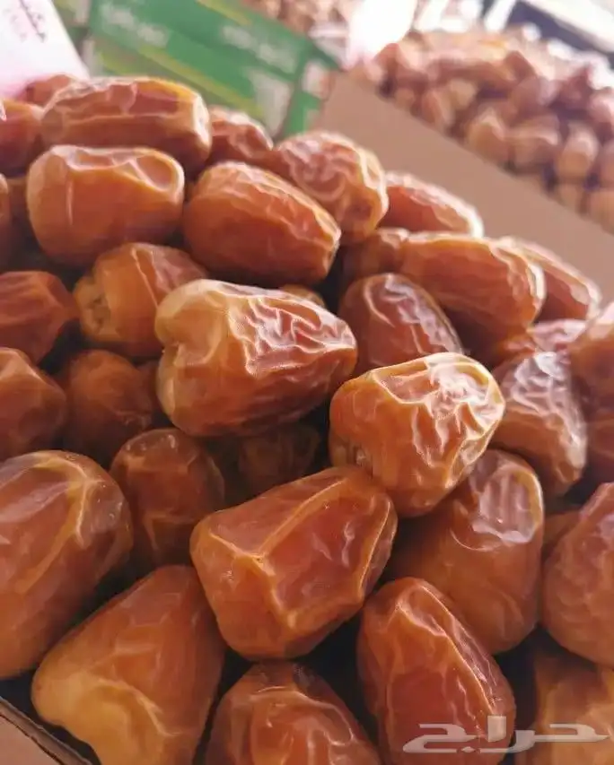 نخل مثمر للبيع 6