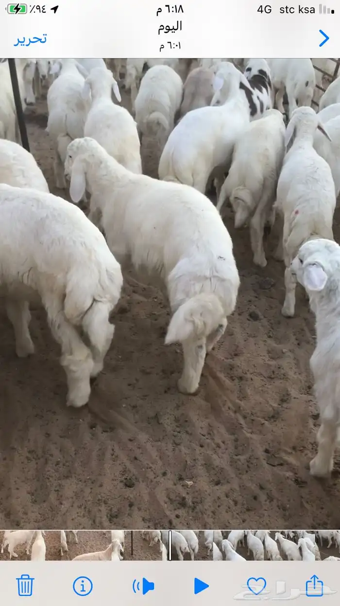 طليان حريه تربيه 0
