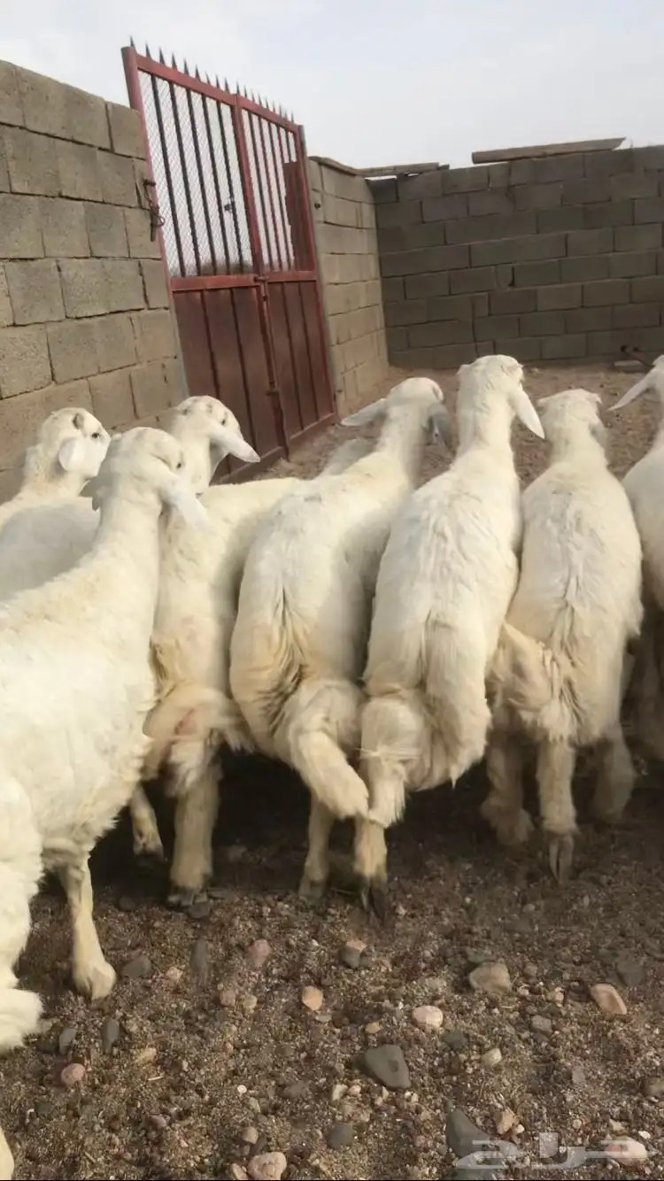 خرفان جبره ناهي 3