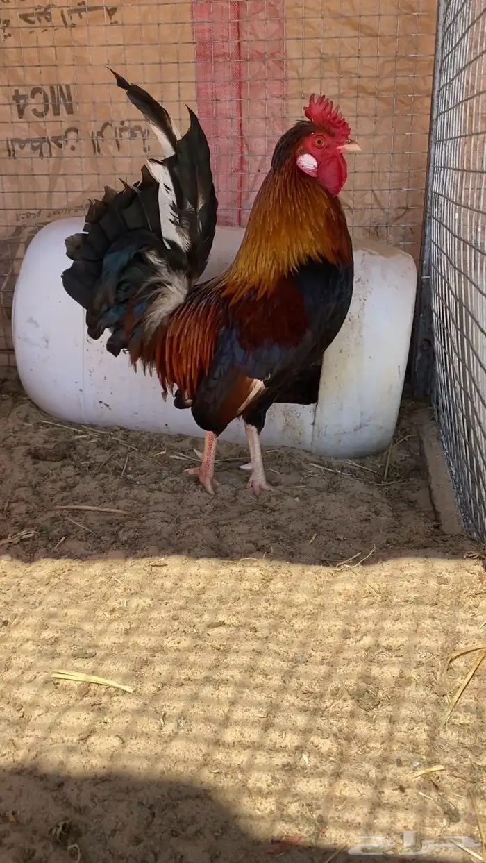 للبيع ديك ترثه 0