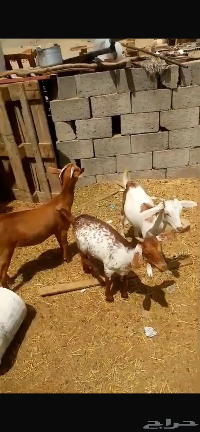 ثلاث عنقان 1
