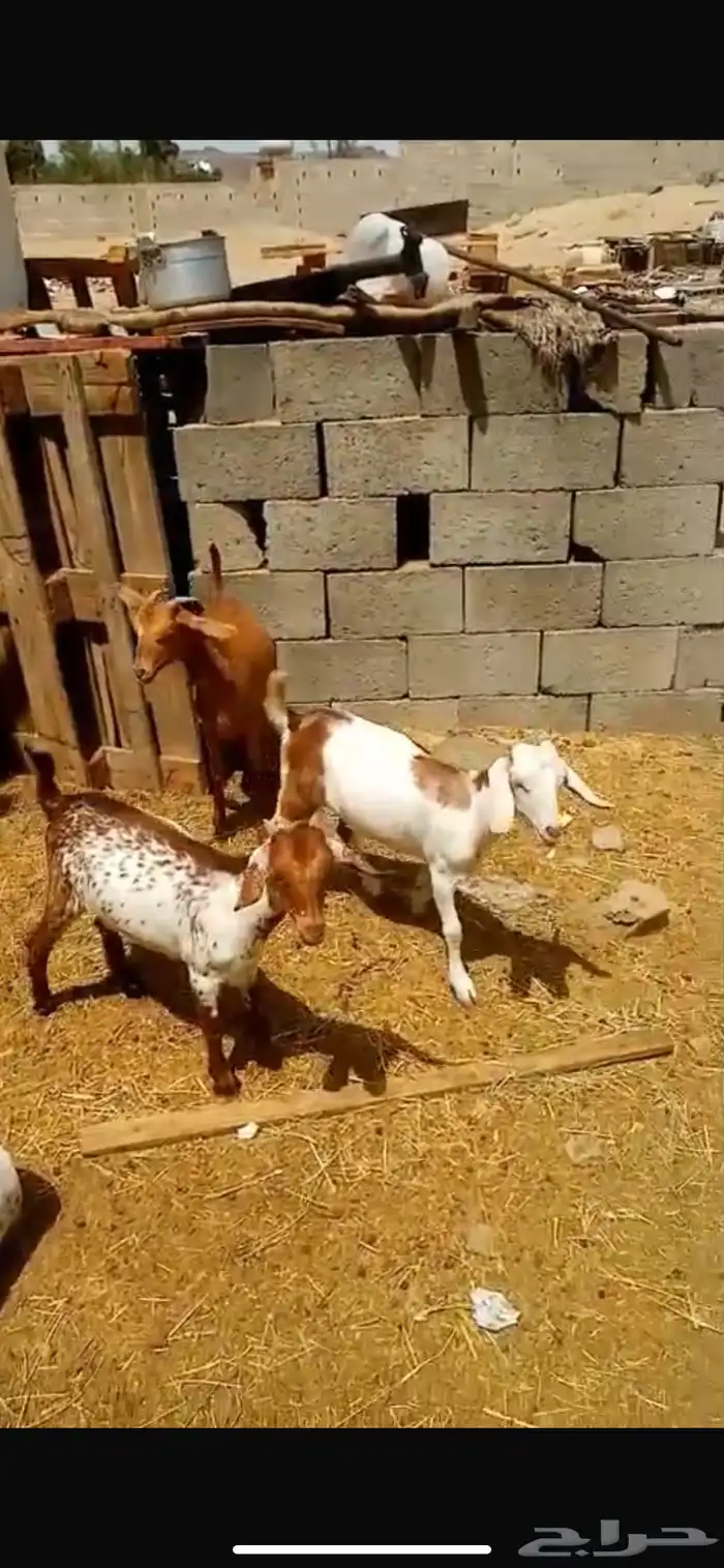 ثلاث عنقان 0