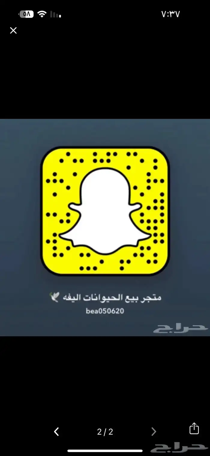 قطط شيرازي 1