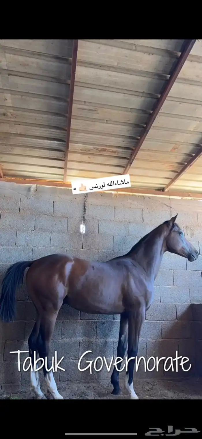 مهر شعبي للبيع 0