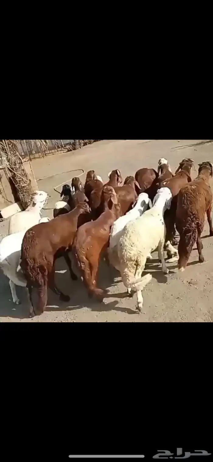 طليان حري وسواكني مرابي جذعان 4