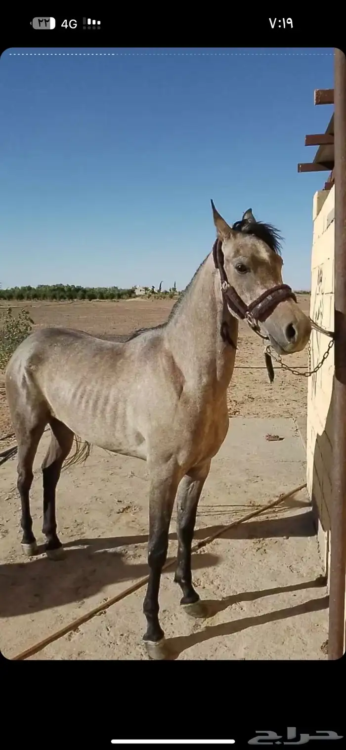 مهره شعبيه شيخه 0