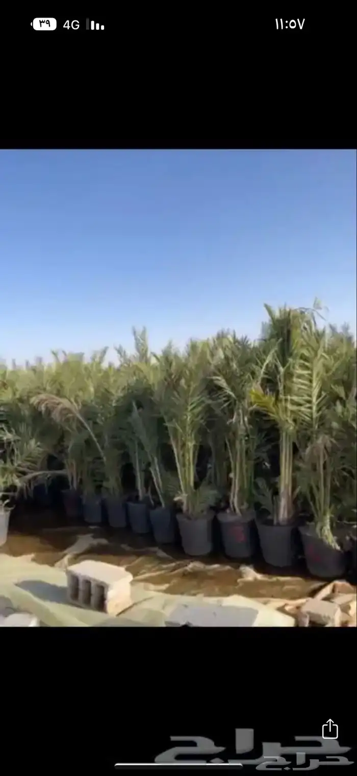نخل خضري مع التوصيل للموقع والغرس 5