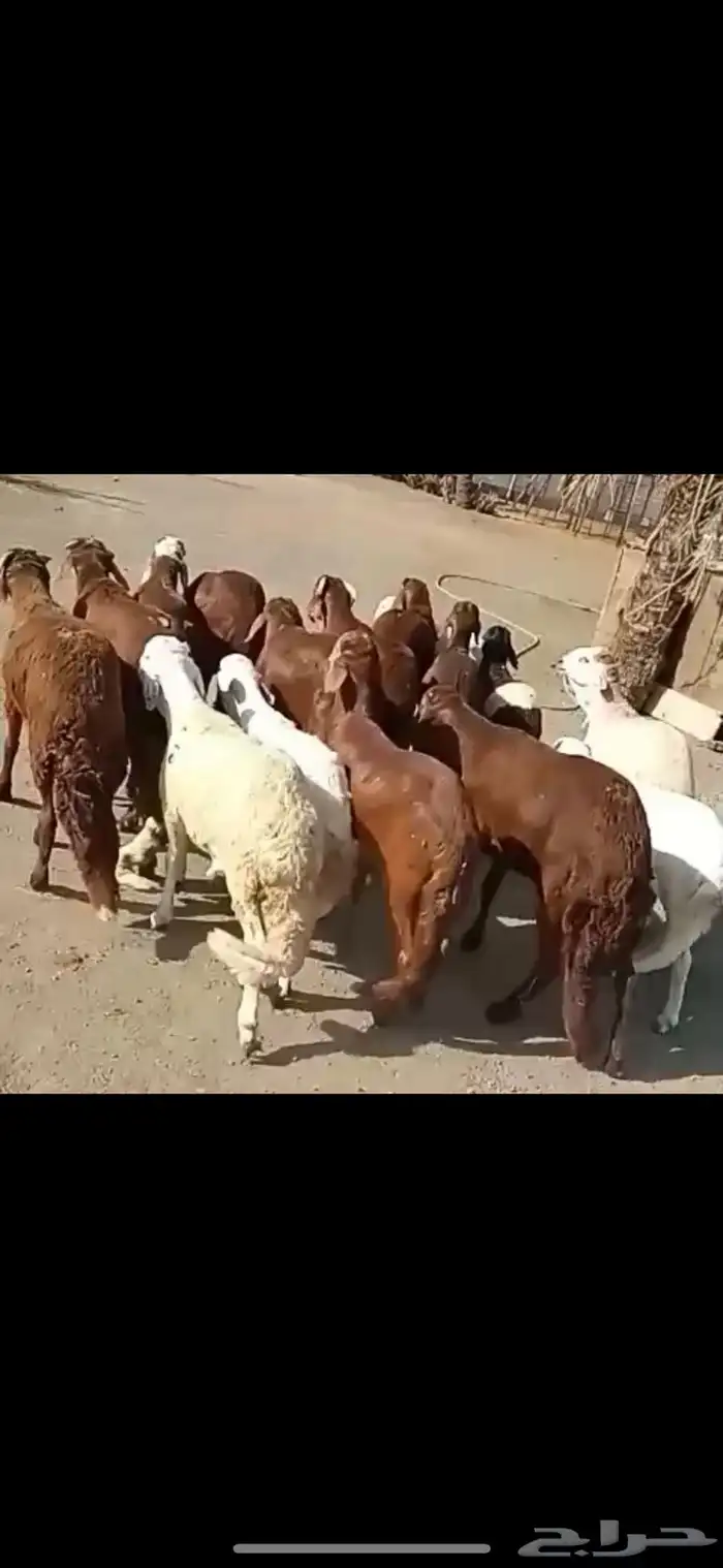 طليان حري وسواكني مرابي جذعان 2