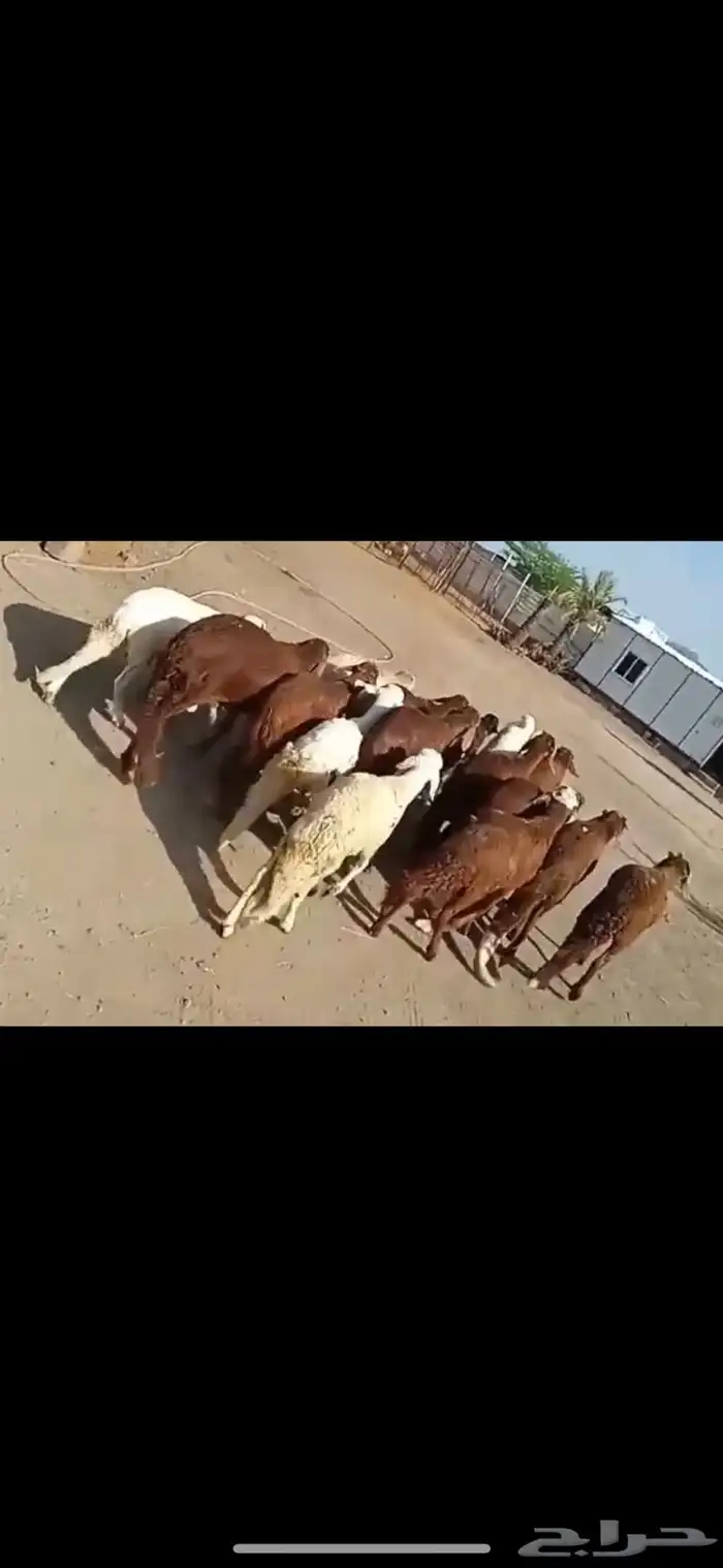 طليان حري وسواكني مرابي جذعان 3
