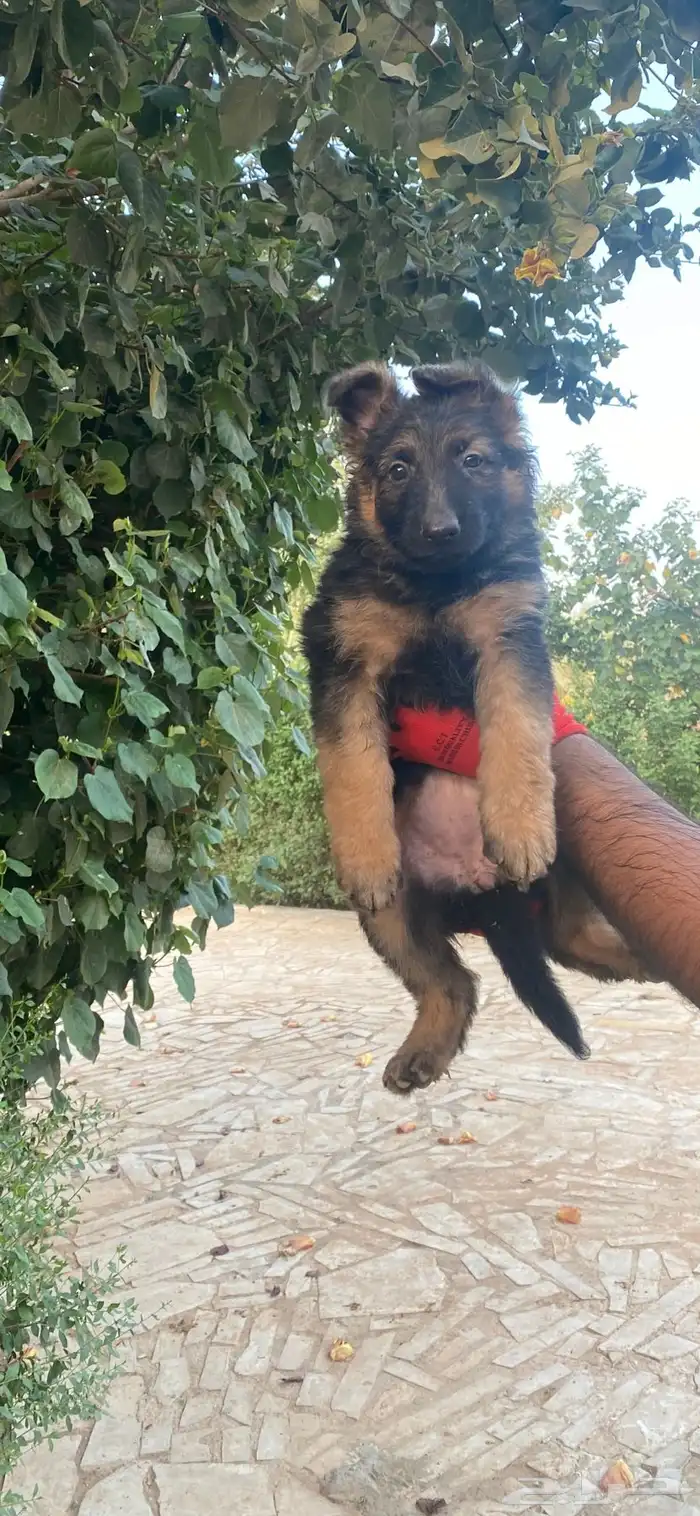 جيرمن شيبرد تم البيع 3