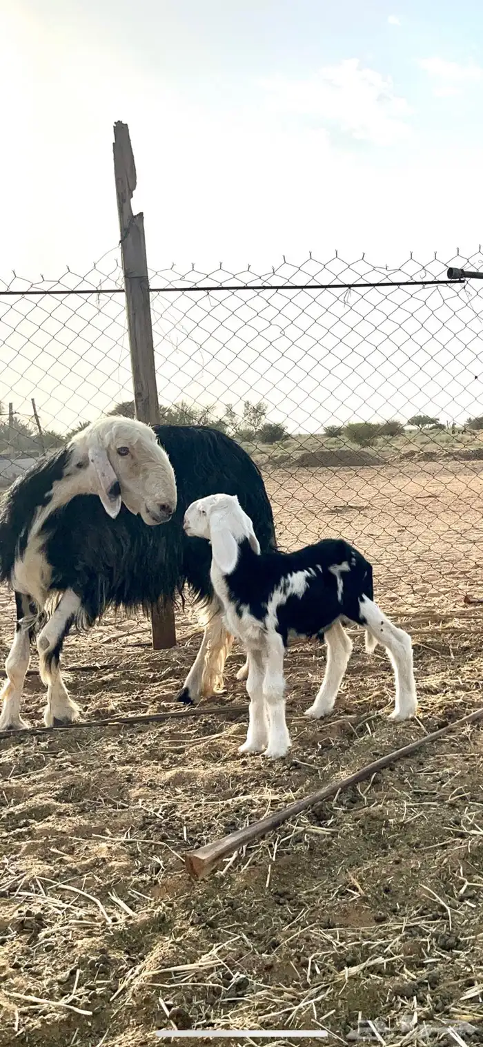 شياه نجد فاخره مواليد ودفيع 0