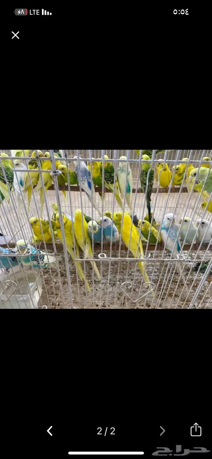 حضيره طيور حب 1