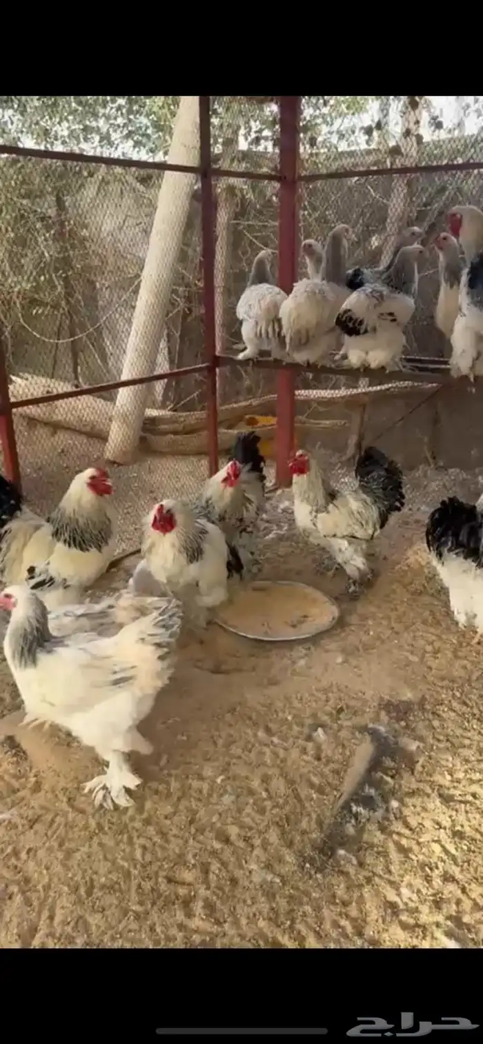 دجاج برهما .. رقم التواصل 1