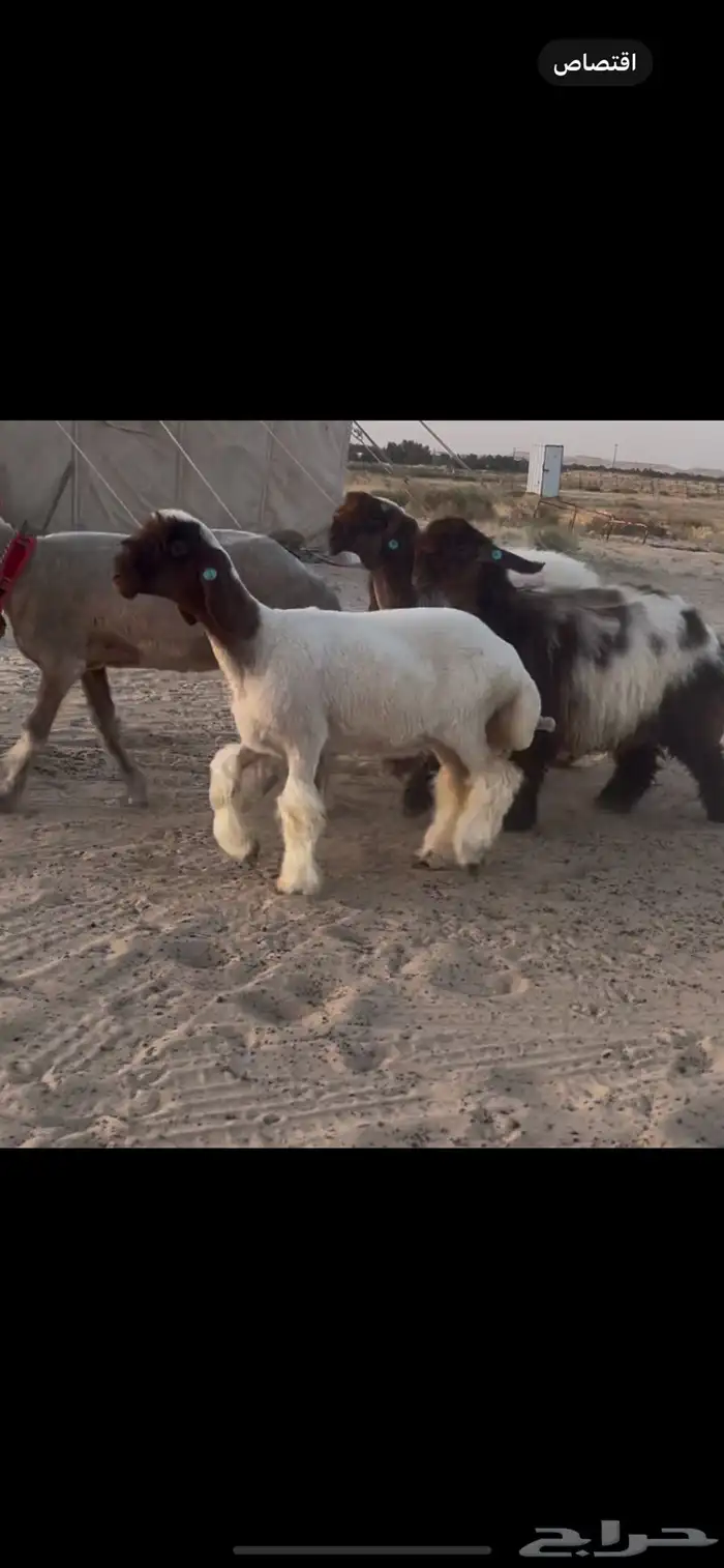 رخال نعيم صنف 4