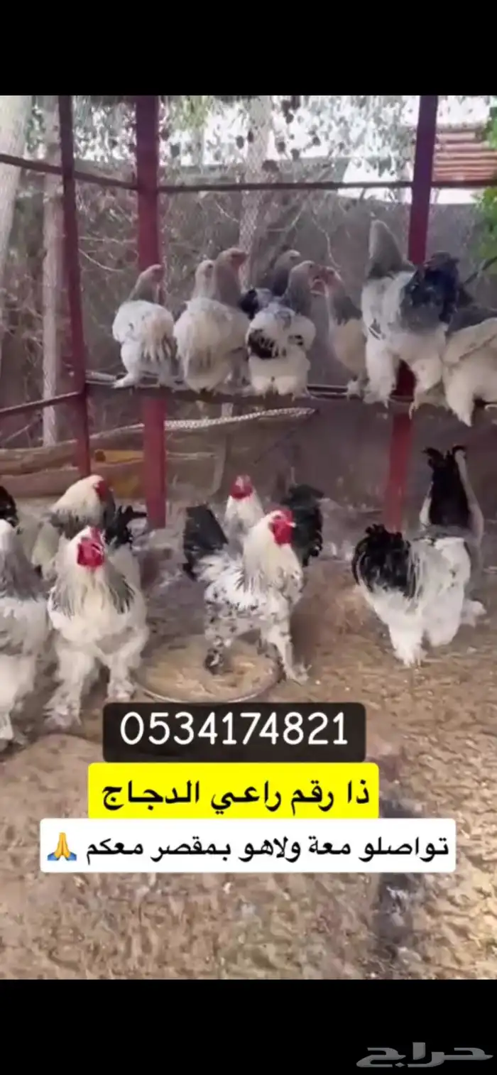 دجاج برهما .. رقم التواصل 4