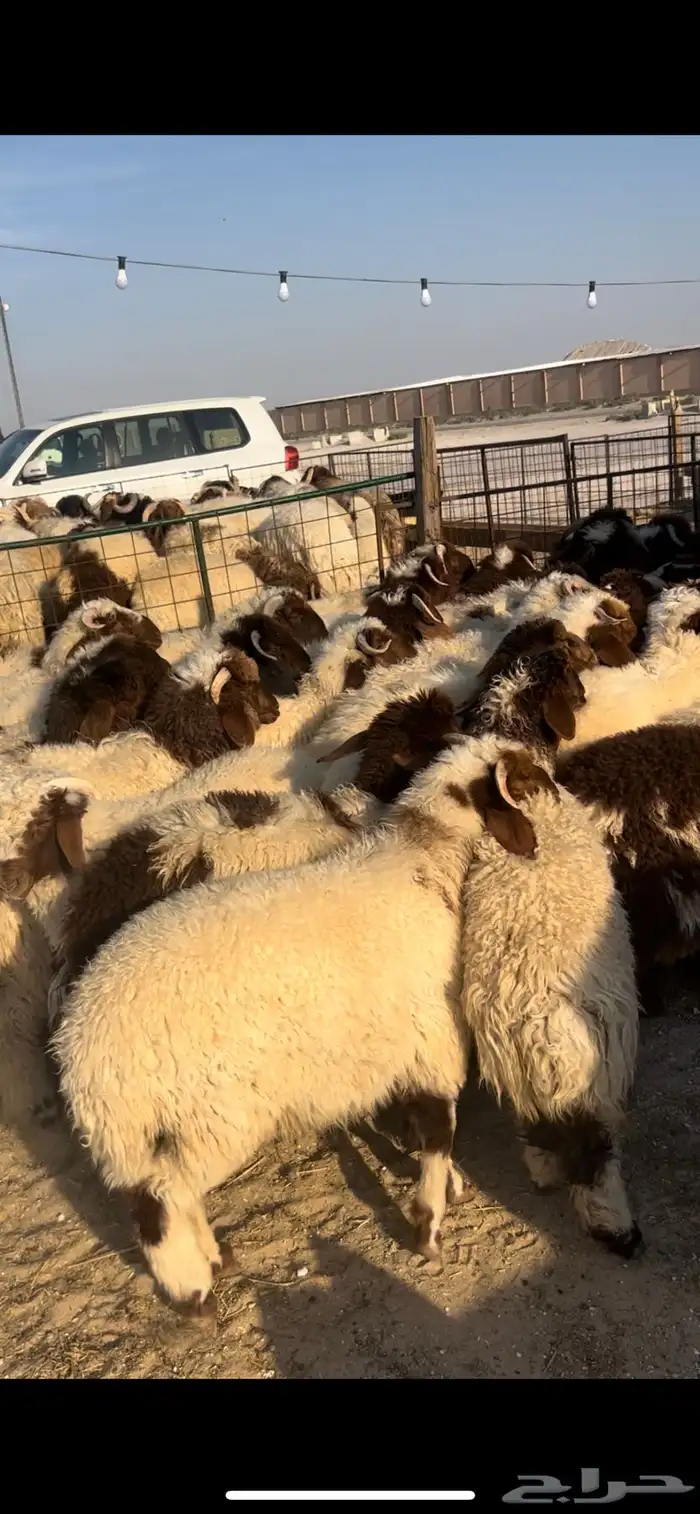 حريات جبر ناهي ووسط ونعيم كناور ووسط 14